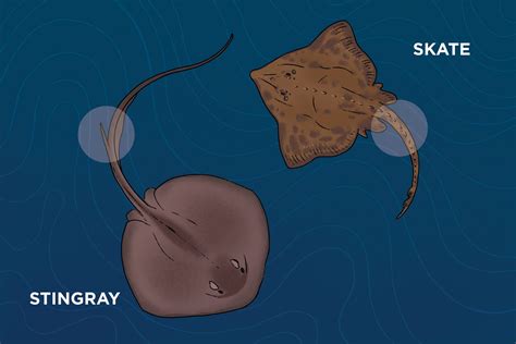 skate fish vs stingray|Mistaken Identities: Stingrays vs. Skates .